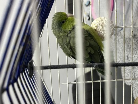 2 yaşında dişi forpus papağanı