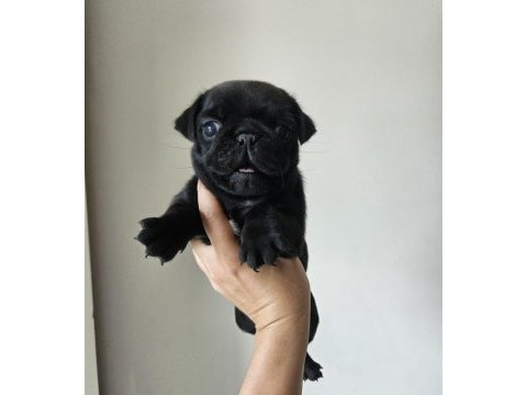Pug mops yavruları