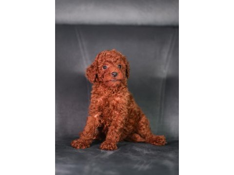 Minicik toy poodle bebekler