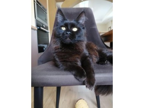 Siyah rengi dişi maine coon