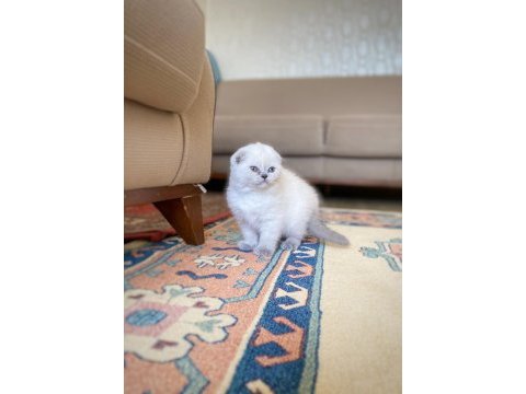 A kalite scottish fold dişi