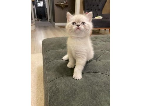 Scottish fold yavrular