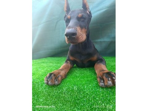 Irk garantili a şecere doberman yavrular