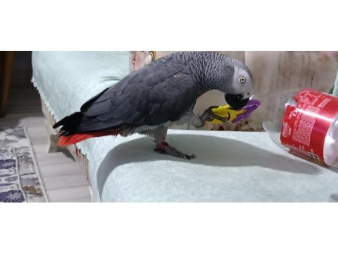 Üst düzey jako papağanı full artı full