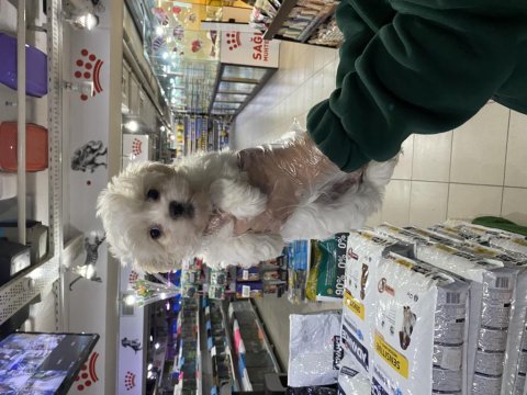 Safkan maltipoo yavrularımız vonalp garantisiyle 