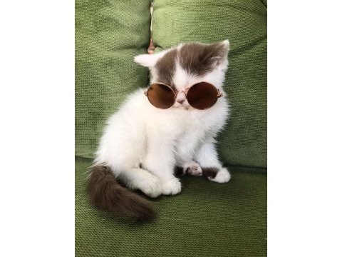 Çikolata bicolor harlequin dişi british shorthair yavru
