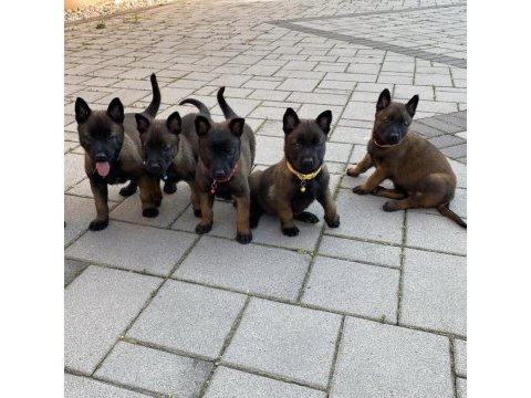 Belçika malinois yavrular