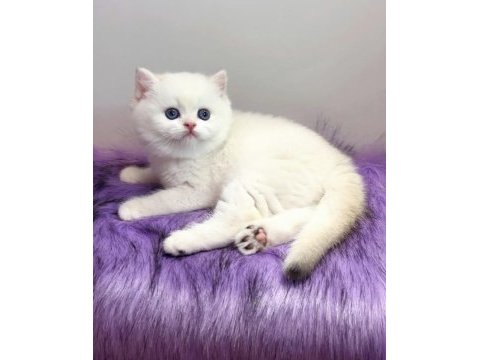 Biricik mavi göz ns1133 british shorthair 