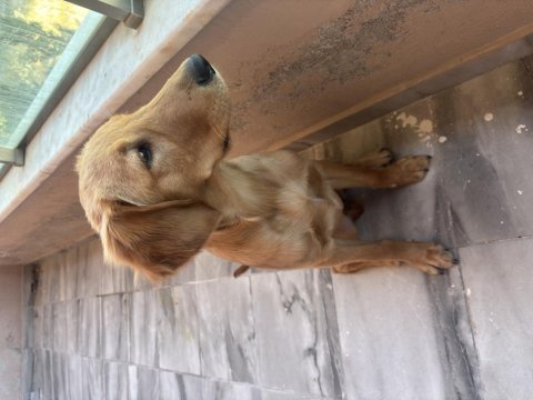 6 aylık golden retriever erkek