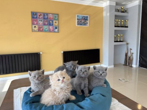 Kediciden renk renk orjinal brıtısh yavrular ankara 