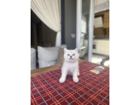 Brıtısh shorthair ayı surat yavrularım 