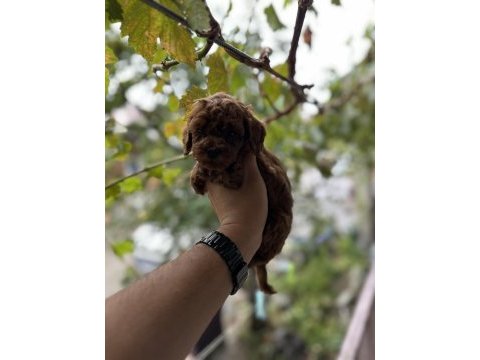 Sağlık ve ırk garantili toy poodle yavrularımız