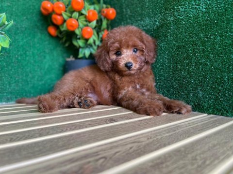 Toy poodle köpekler referans yavru