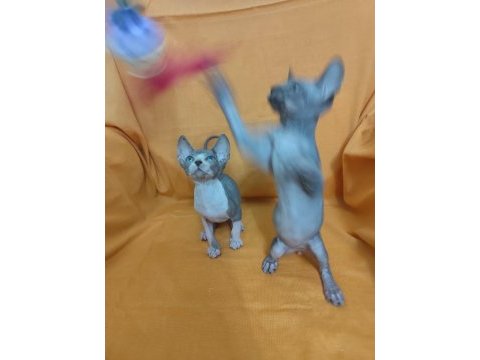 Sphynx home kedisi