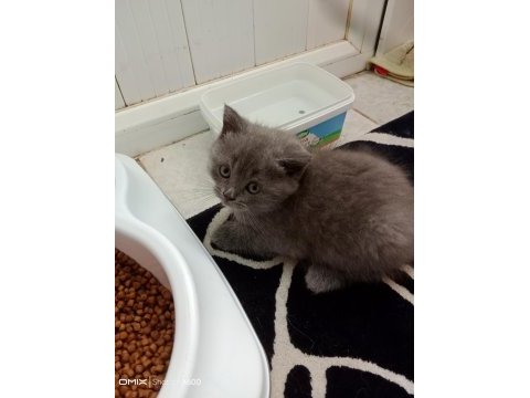 Sevimli scottish straight ve scottish fold kardeşler