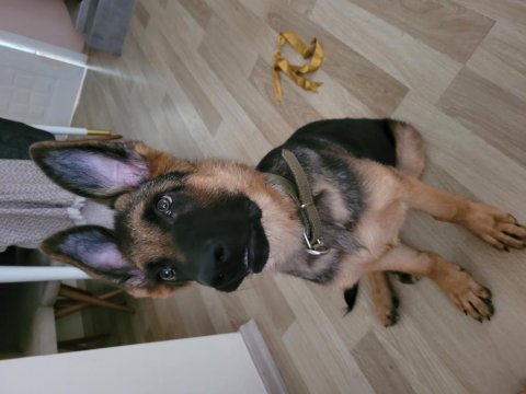 K9 safkan alman kurdu erkek yavru