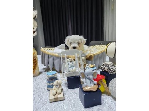 A scrli babadan kore maltese bebeklerim