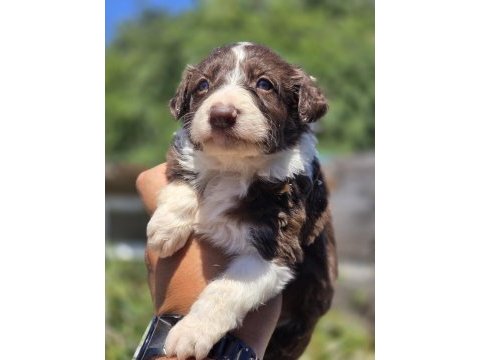 Border collie yavruları