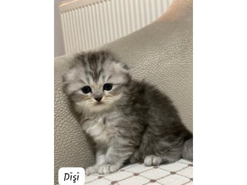 Siyah gri golden british shorthair yavrularımız