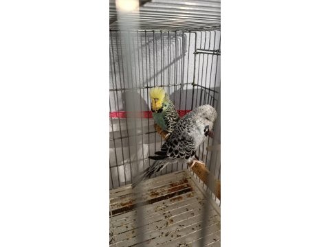 2 takım show jumbo muhabbet kuşu