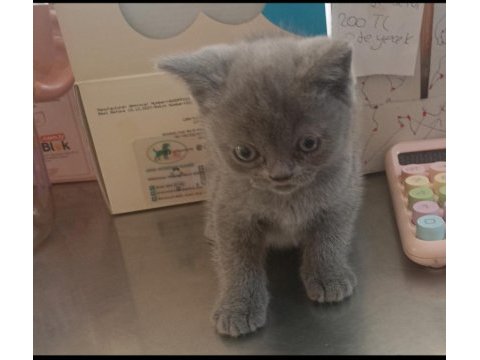 Dik kuyruklu british yavrumuz yeni sahibini bekliyor