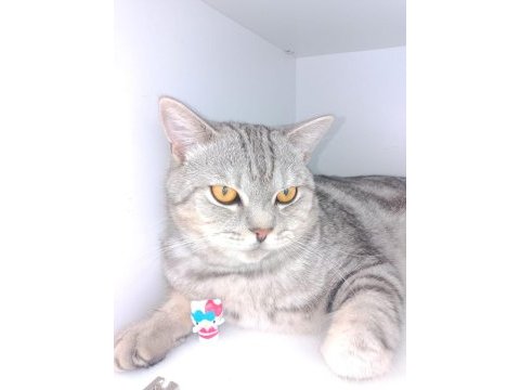 1 buçuk yaşında british shorthair ücretsiz sahiplendirme