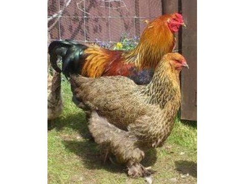 Gold brahma horoz
