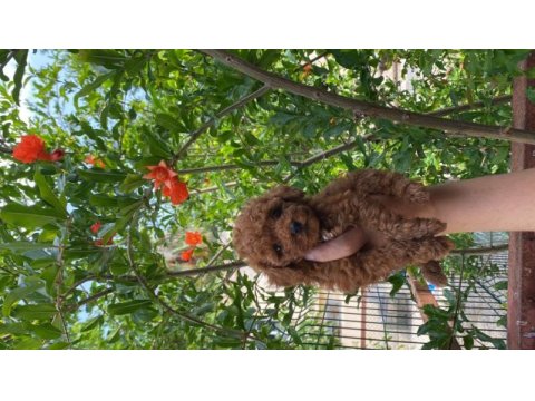 Toy poodle bebekler