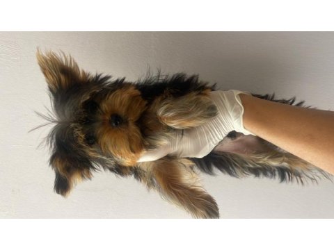 (a) kalite ırk güzeli yorkshire terrier