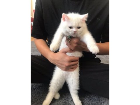 2.5 aylık british longhair kızımız