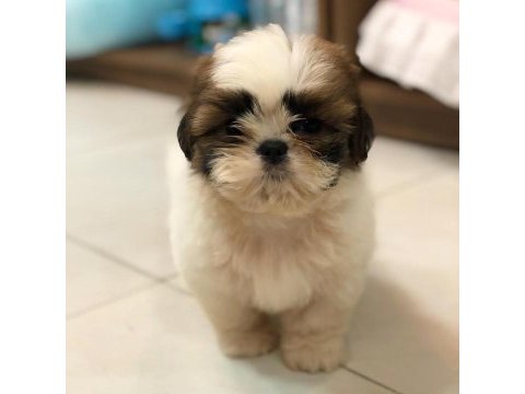 Irk garantili shih tzu yavruları