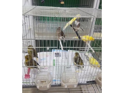 Malinua ve gloster kanarya sahiplendirme