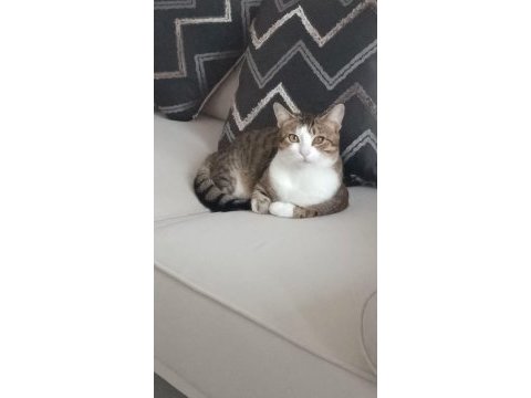 Merhaba benim adım şili