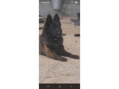 Bayrama ömürlük malinois dostunla gir