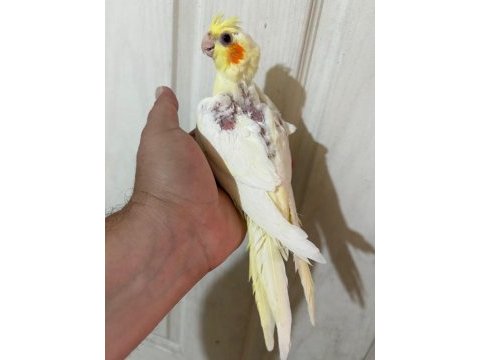 51 günlük lutino sultan bebek