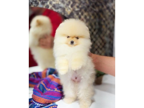 Minyatür teacup boy orjinal ayıcık yüz pomeranian yavrular