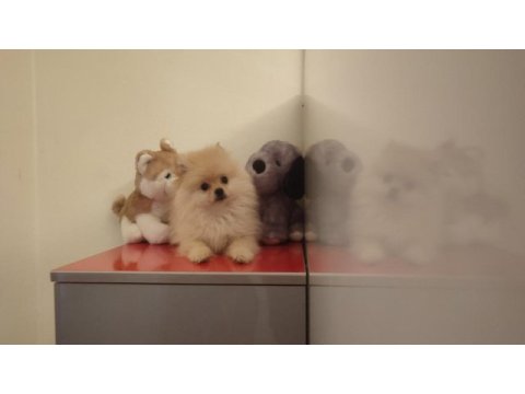 3 aylık dişi pomeranian