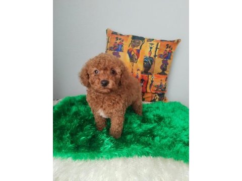 Orjinal poodle bebekler