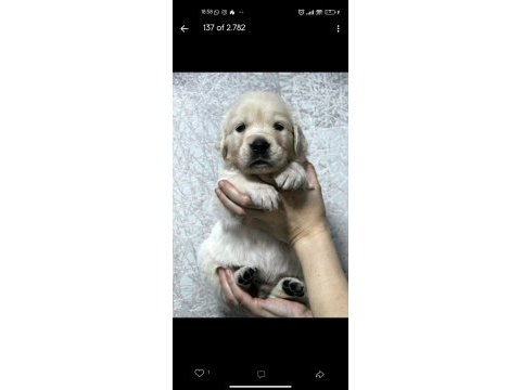 2 aylık golden retriever yavrularım