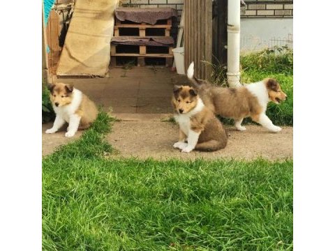 Rough collie ( lessie ) yavruları