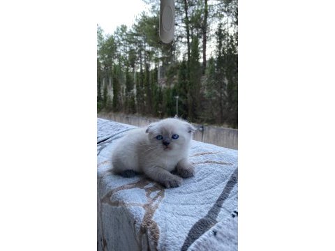 Blue point scottish fold