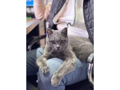 British shorthair çok karakterli uysal