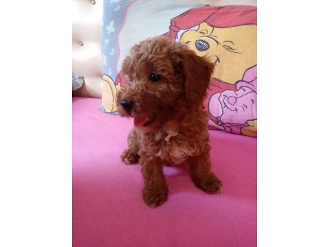 Red maltipoo minnaklar