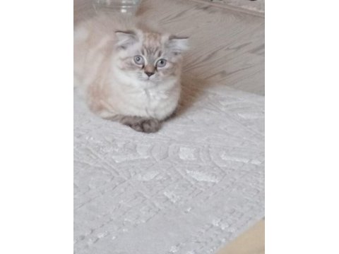 1,5 yasında scottish fold kedimiz