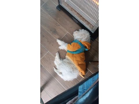 4 aylık yavru köpeğim