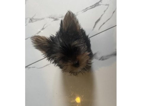 Ufak yorkshire terrier yavrular
