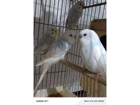 Yeni yeme düşen bebek muhabbet kuşlar