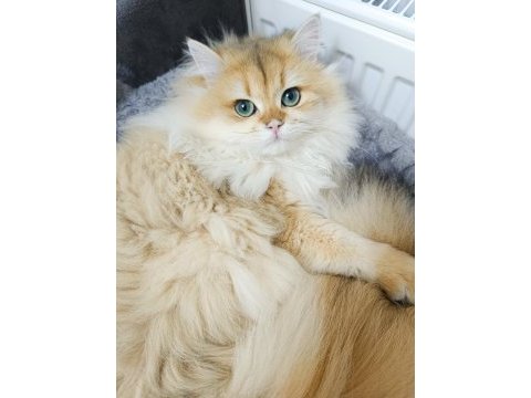 Erkek british longhair 14 aylık