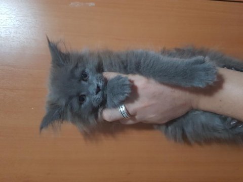 Türkiyenin ilk maine coon üreticisinden eşsiz devler