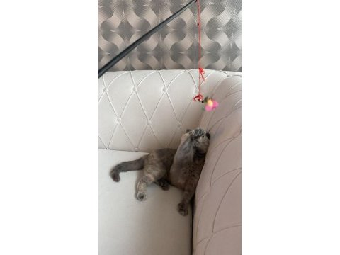 Tüm aşıları tam scottish fold dişi